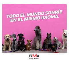 Además, se busca hacer conciencia sobre la responsabilidad que implica tener una mascota. Rmx Radio A Twitter Para Celebrar El Dia Mundial De La Poesia Les Compartimos Frases De Accionpoetica Comparte Tu Frase Favorita Https T Co Isq3fdpntp Twitter