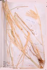 Image result for Chloris pilosa