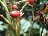 Image result for Sarcophrynium prionogonium