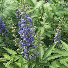Image result for Vitex madiensis
