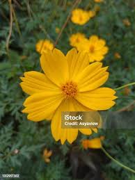 Beautiful Bright Yellow Coloured Calendula Flower Or Pot Marigold Flower  Stock Photo