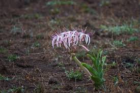 Image result for Crinum buphanoides