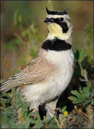 He thanked listeners for their loyalty over the past 37 years, as he moved from station to station. Pin On Alouettes
