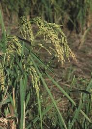 Image result for Oryza