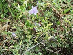 Image result for Dyschoriste thunbergiiflora