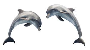 Dolphin Png Image Dolphin Images Dolphins Dolphin Logo