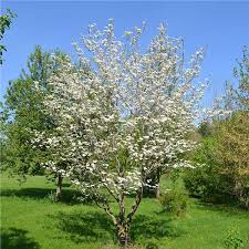 Exquisite white or pink blooms seem to perch on layers of branches in apricot. White Dogwood Tree On The Tree Guide At Arborday Org