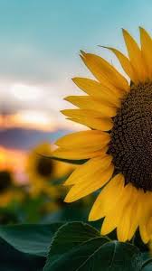 Purple Soul Le Cose Materiali Permettono La Vita La Poesia Nutre Lo Spirito G Pannia Girasoli Sfondi Floreali Sfondi Vintage Ver más ideas sobre girasoles fondos de, fondos de pantalla girasoles, girasoles.