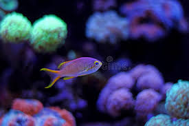 In addition to sharks, it is also home to some of the most wonderfully unusual treasures, like sea horses, clownfish, coral reef fish, dart frogs and more. 219 218 Colorful Fish Photos Free Royalty Free Stock Photos From Dreamstime