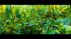 Sea of trees) is the realm where the shinju resides. High On The Hog Starring Sid Haig X Rated Trailer Video Dailymotion