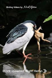 Black Crowned Night Heron Heron Bird Watching Bird Gif