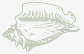 See how to draw a shell in this speed drawing of a conch shell. Drawing Shell Conch Ernst Haeckel Shell Drawings Hd Png Download Transparent Png Image Pngitem