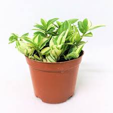 Wandering jew plants are much loved for their unique. Variegated Green And White Wandering Jew Nestreeo Com