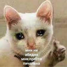 milye memchiki i smeshnye pro kotov s nadpisyu 10 tys izobrazhenij najdeno v yandeks kartinkah mordy zhivotnyh koshachi memy smeshnye mordy zhivotnyh