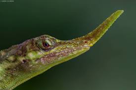 Image result for Anolis scypheus