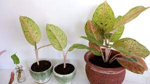 How To Divide And Propagate Aglaonema Harlequin By Cuttings In Water And Soil Youtube Propagating Plants Rose Cuttings Orchid Seeds