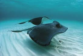 Mating stingrays are rarely encountered in the wild. Why Southern Stingray Bulb