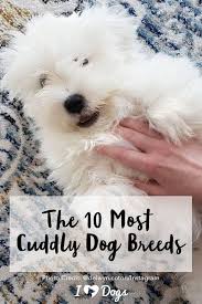 Plenty of small pets that are friendliest, cheap, easier to care for, and are low maintenance. The 10 Most Cuddly Dog Breeds Dog Breed Photos Dog Breeds Dog Cuddles