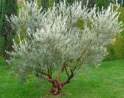 Pin By Esy Bat On Garden Olive Tree Dwarf Olive Tree Screen Plants