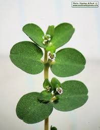 Image result for Euphorbia serpens