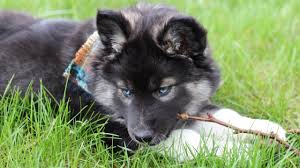 You will find siberian husky dogs for adoption and puppies for sale under the listings here. We Got A Puppy Rare Agouti Siberian Husky Youtube