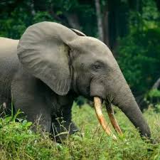 Image result for Floscopa africana