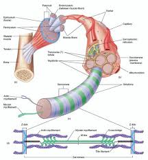 Muscle Composition Skeletal Muscle Anatomy Physiology Muscle Anatomy