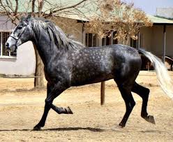 To even be considered a shire by the. South Africa S Native Horse Breeds Native Breed Org