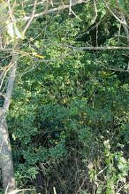 Image result for Cryptocarya woodii