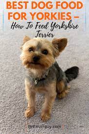 Best Dog Food For Yorkies How To Feed Yorkshire Terrier Best Dog Food Yorkshire Dog Dog Food Recipes