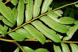 Image result for Ptisana