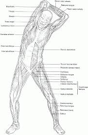 Muscular system coloring page for kids. Pin On Anatomy And Physiology For Kids