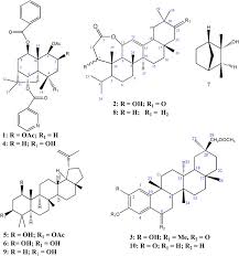 Image result for Gymnosporia heterophylla