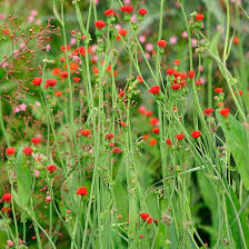 Image result for Emilia coccinea