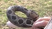 The only full scale contour tools available for woodcarvers, sculptors and taxidermist. A Tongue For Wood Carved Rattlesnake Walking Stick 81 Youtube