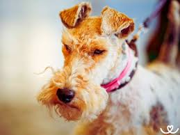 Image result for foxterier drsnosrstý