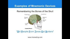 Mnemonic Device How To Remember The Bones Of The Skull Old People From Texas Eat Spiders Mnemonic Devices Mnemonics How To Memorize Things