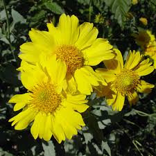 Image result for Verbesina encelioides