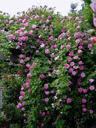 If you're a gardener seeking a vine to enhance your shaded garden, look no further. Zephirine Drouhin 1868 For The Future Garden Arch Plants Climbing Roses Climbing Plants