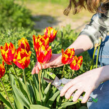Möglicherweise stammt sie von tulipa armena oder tulipa schrenkii ab. Tulpen Schneiden So Geht S Richtig Brigitte De