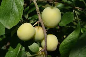 Image result for prunus domestica oullins