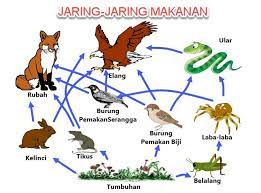 Jaring Jaring Makanan Pengertian Fungsi Contohnya Lengkap