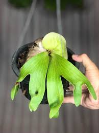 Image result for Platycerium stemaria