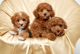 Cute Puppies Google Zoeken Cute Puppy Wallpaper Poodle Puppy Poodle Dog