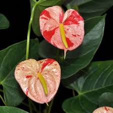 Pin On Gardening Plants To Order