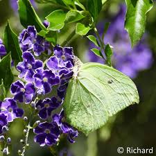 Image result for Afrosolen setifolius