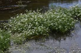 Image result for Oenanthe mildbraedii