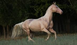 Maruk is a registered akhal teke stallion recommended for breeding by russ. Meet The 5 Golden Coat Breeds Guaranteed To Steal Your Hearts Horse Spirit