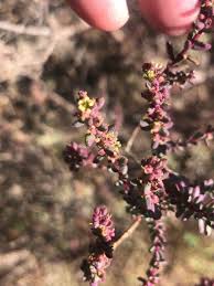 Image result for Suaeda