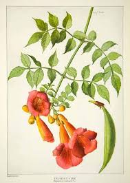 Trumpet vine is another plant that is not without its merits. 1917 Color Print Kentucky State Flower Trumpet Vine Botanical Historical Ngm5 Trumpet Vine Kentucky State Flower Botanical Prints